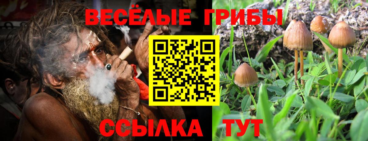 Псилоцибиновые грибы Psilocybine cubensis Менделеевск